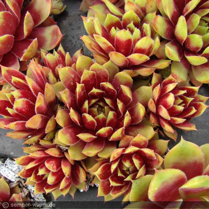 aufgenommen am 25.5.2017