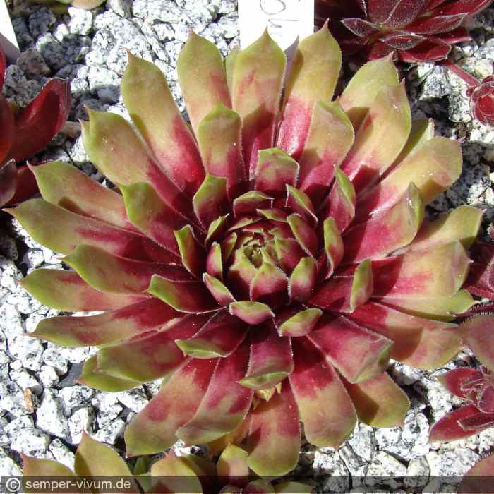 aufgenommen am 3.6.2015