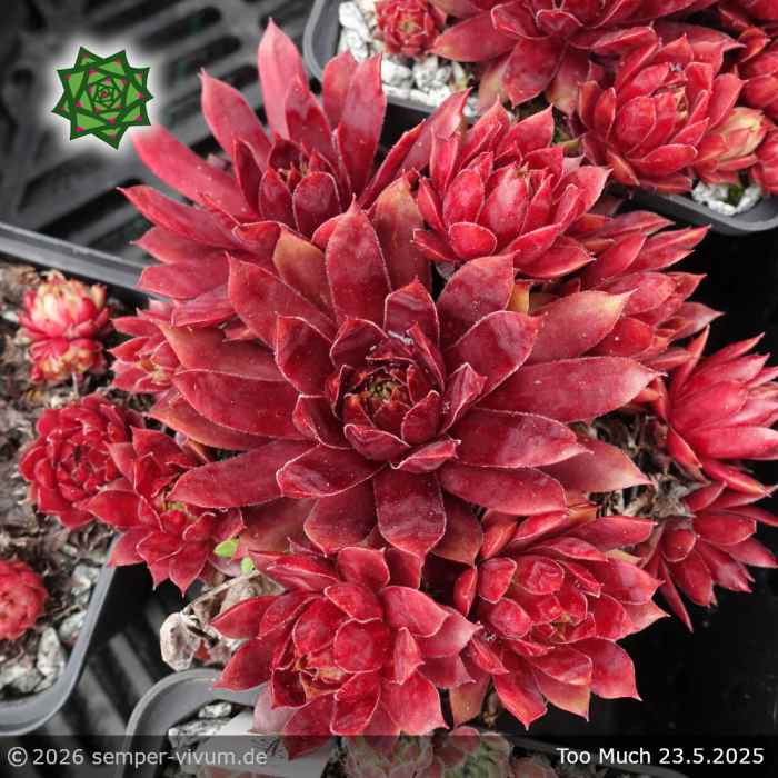 Sempervivum 'Too Much'