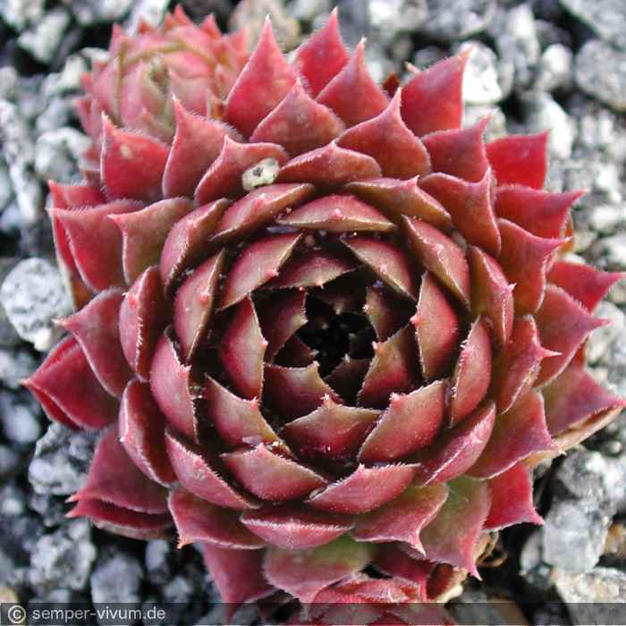 aufgenommen am 6.5.2004