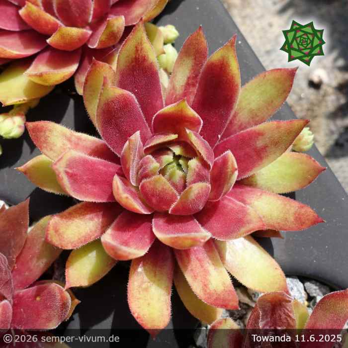 Sempervivum 'Towanda'