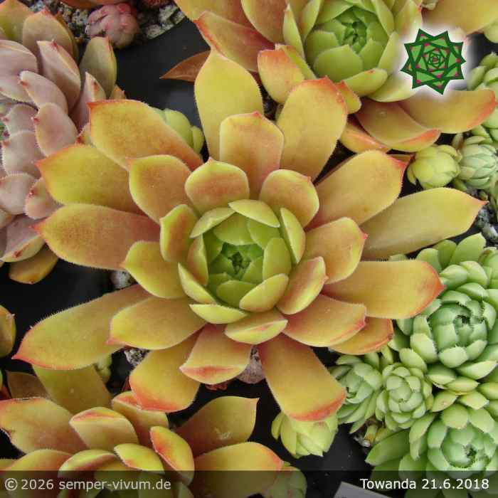 Sempervivum 'Towanda'