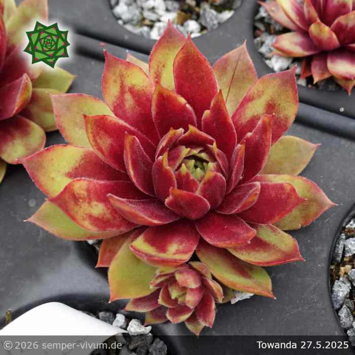 Sempervivum 'Towanda'