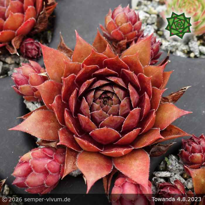Sempervivum 'Towanda'