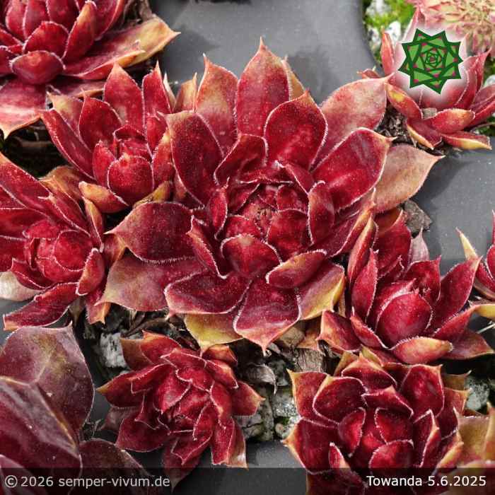 Sempervivum 'Towanda'