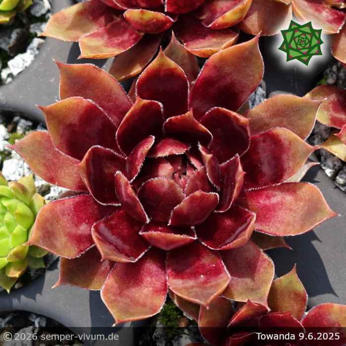 Sempervivum 'Towanda'