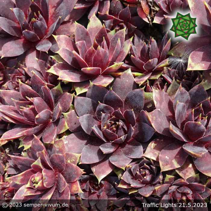 Sempervivum 'Traffic Lights'