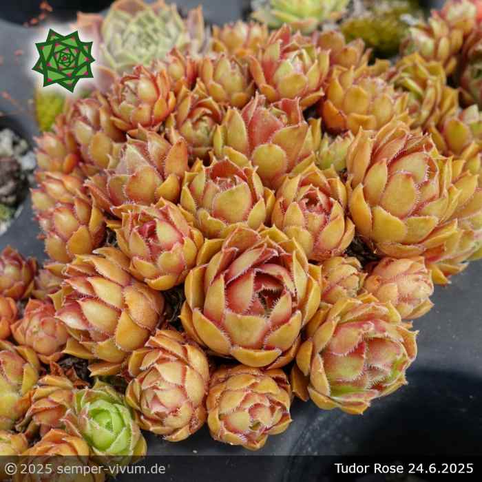 Sempervivum 'Tudor Rose'
