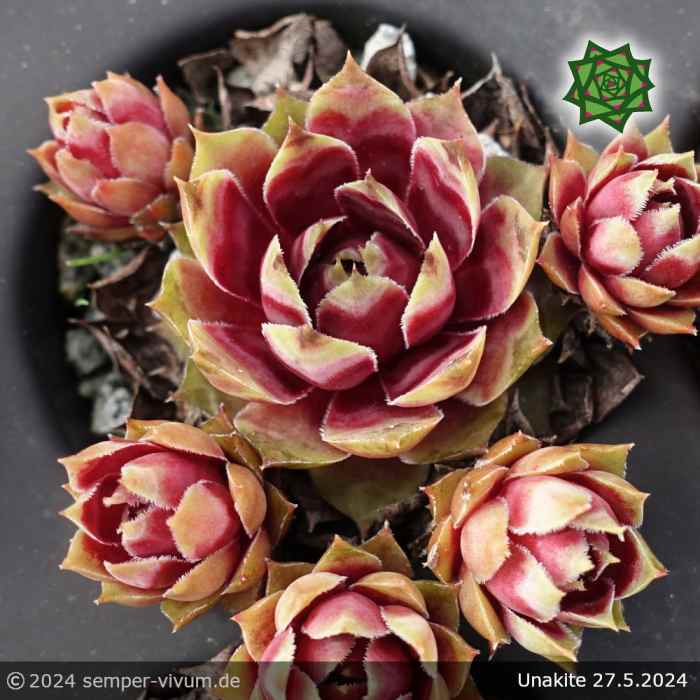 Sempervivum 'Unakite'