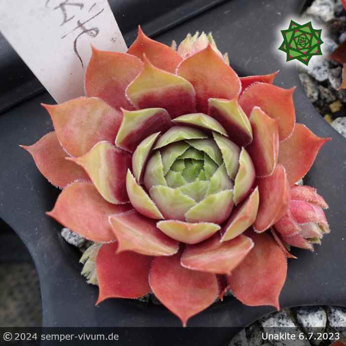 Sempervivum 'Unakite'