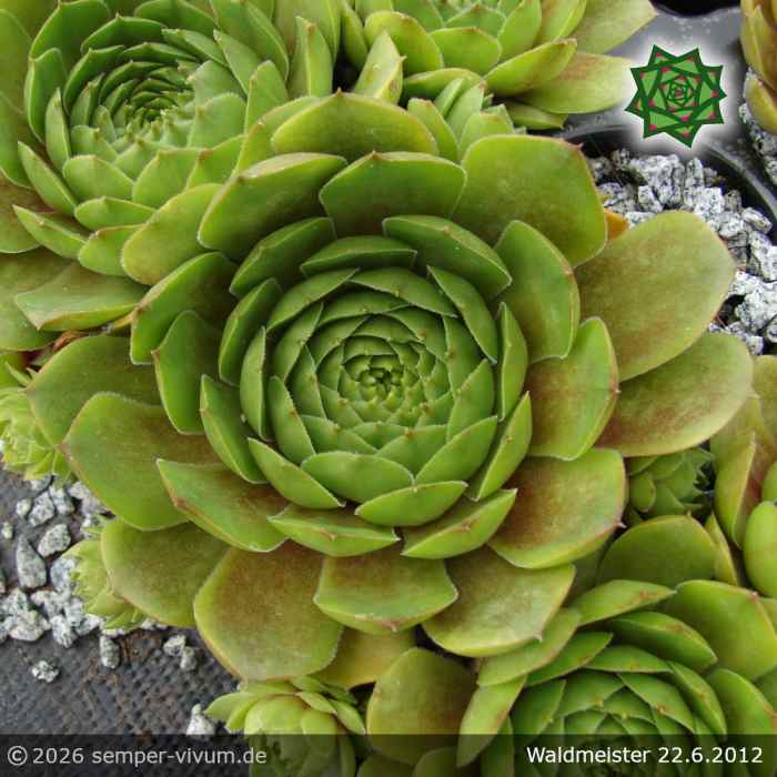 Sempervivum 'Waldmeister'