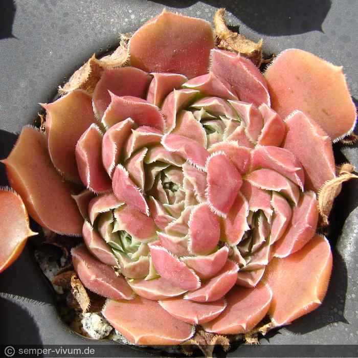 aufgenommen am 4.7.2016