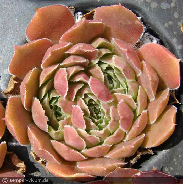 aufgenommen am 4.7.2016