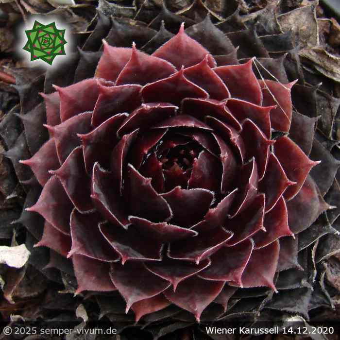 Sempervivum 'Wiener Karussell'