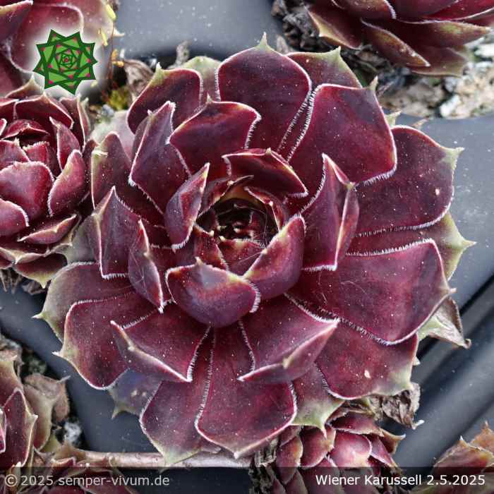 Sempervivum 'Wiener Karussell'