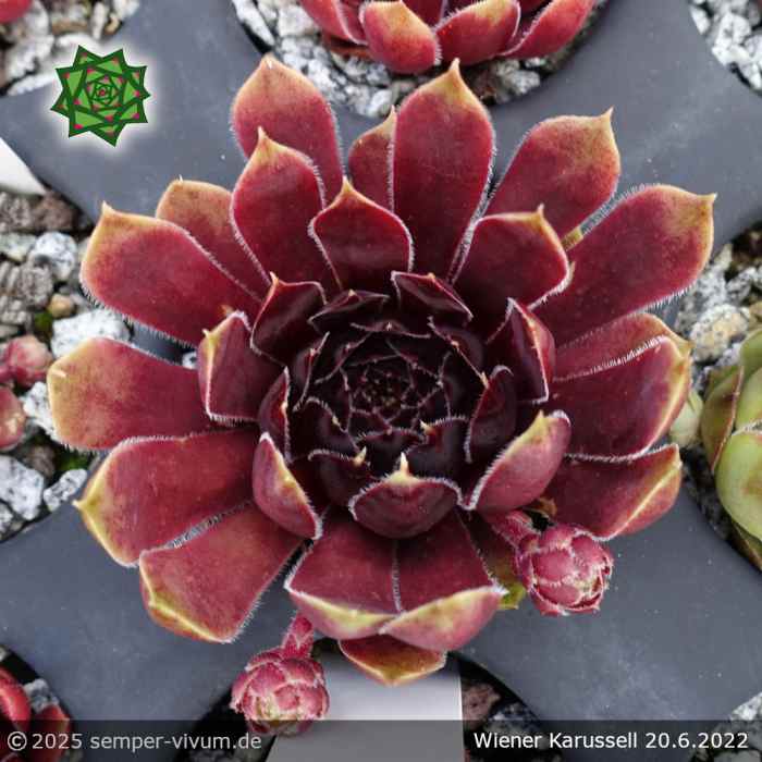 Sempervivum 'Wiener Karussell'