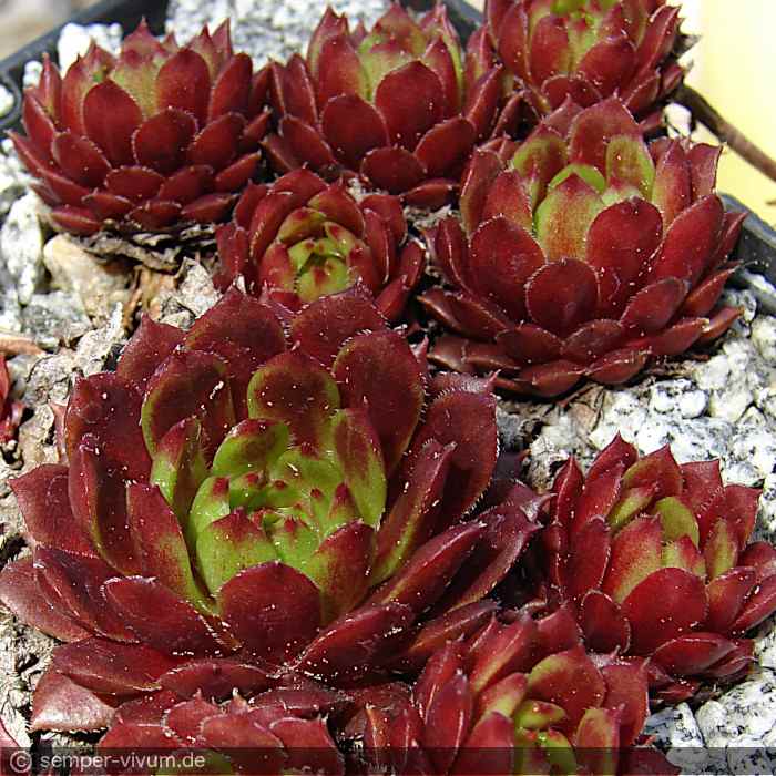 aufgenommen am 4.5.2011