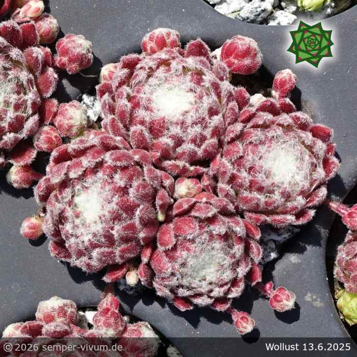 Sempervivum 'Wollust'