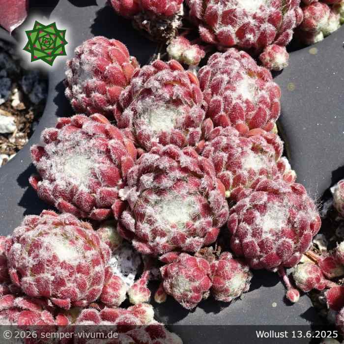 Sempervivum 'Wollust'