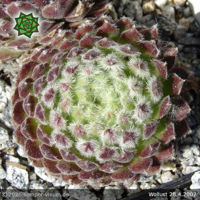 Sempervivum 'Wollust'