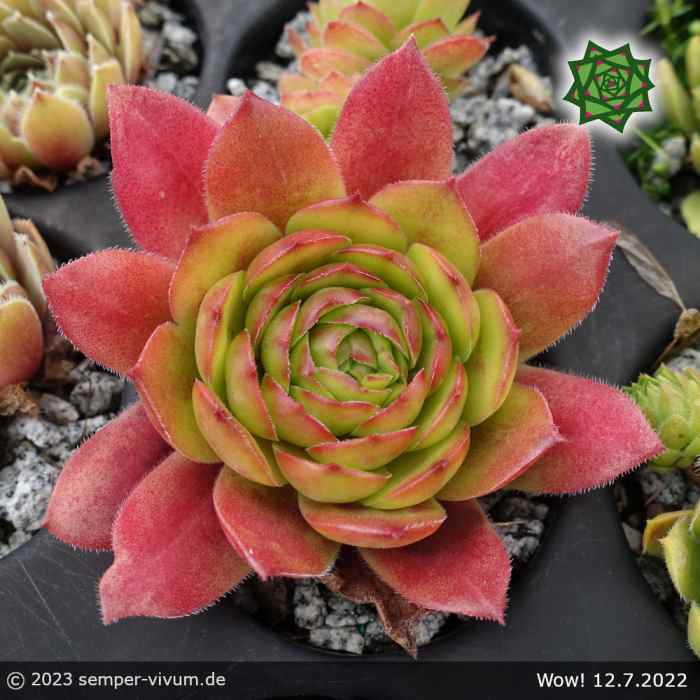 Sempervivum 'Wow!'