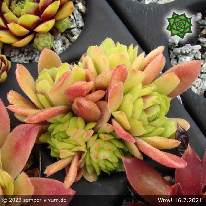 Sempervivum 'Wow!'