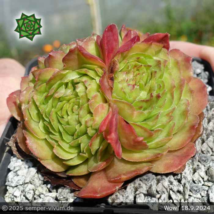 Sempervivum 'Wow!'