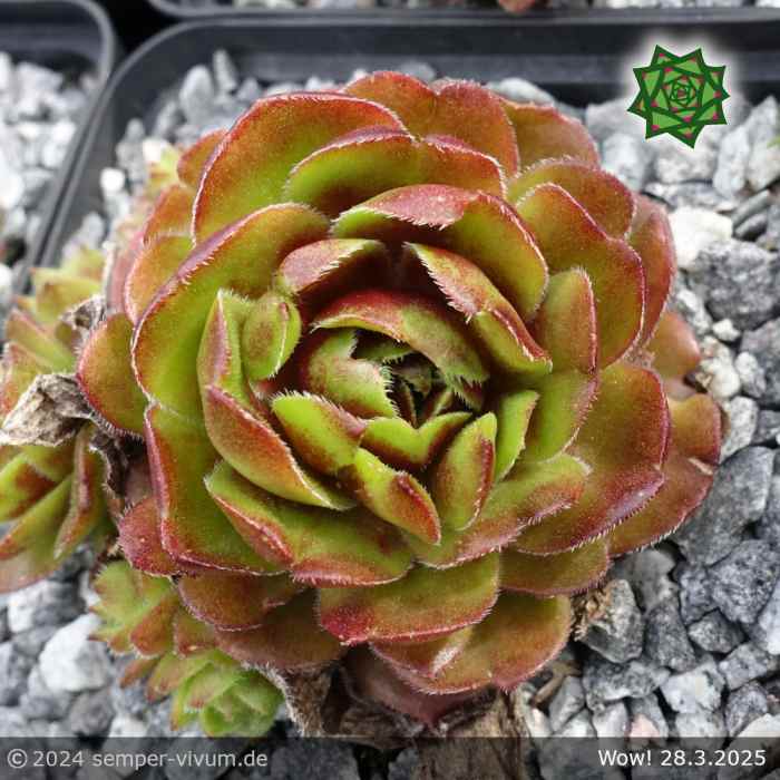 Sempervivum 'Wow!'