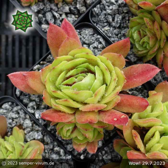 Sempervivum 'Wow!'