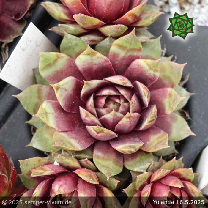 Sempervivum 'Yolanda'