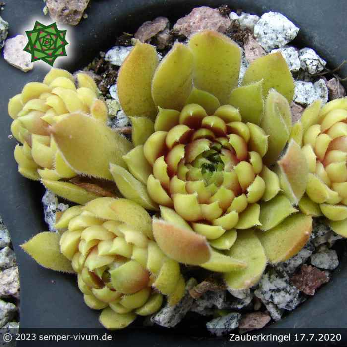 Sempervivum 'Zauberkringel'