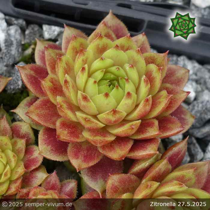 Sempervivum 'Zitronella'