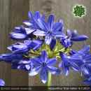 Agapanthus 'Bray Valley'