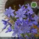 Agapanthus 'Castle of Mey'