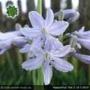 Agapanthus 'Isis 2'