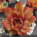 Sempervivum 'Celon'