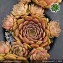 Sempervivum 'Cheburashka'