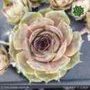 Sempervivum 'Cold Giant'