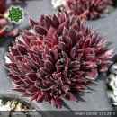 Sempervivum 'Dream Catcher'