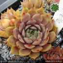 Sempervivum 'Estelle II'