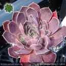 Sempervivum heuffelii 'Blue Clown'