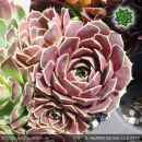 Sempervivum heuffelii 'Coruna'