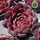 Sempervivum heuffelii 'Flora'