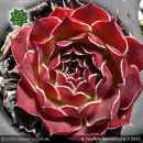 Sempervivum heuffelii 'Sonnenrad'