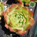 Sempervivum heuffelii 'Speransella'