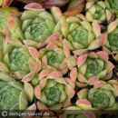 aufgenommen am 14.7.2021