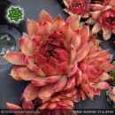 Sempervivum 'Indian Summer'