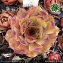 Sempervivum 'Interstellar'