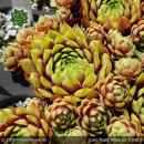 Sempervivum 'Late Night Show'