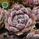 Sempervivum 'Markulinae'